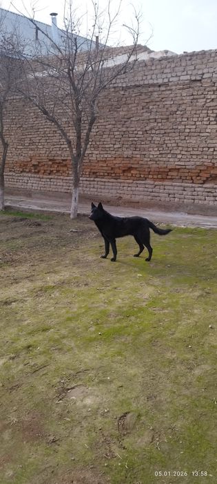 Belgiyski afcharka aqilli uyinqoroq xamma gapni tushunadi