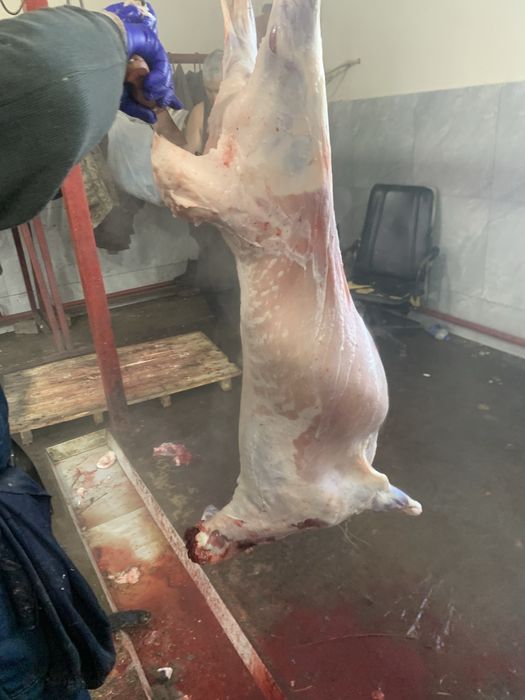 Қой-тоқты,Бараны и овцы