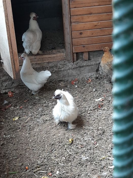 Китайские шёлковые куры