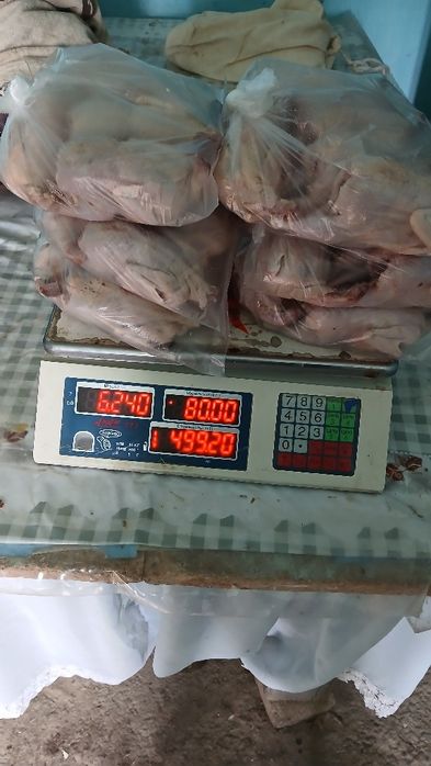 Bedana go'sht va jo'jalari