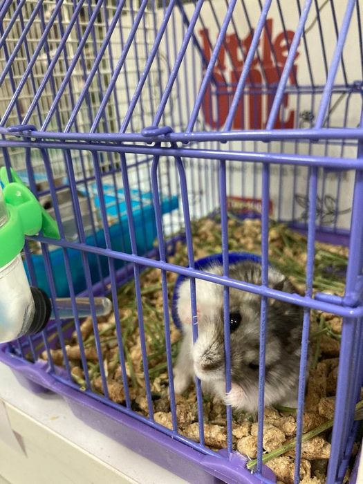 Джунгарские хомячки