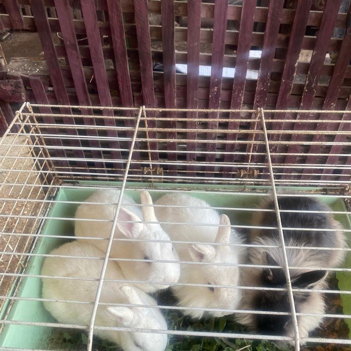 Vând iepuri cap de leu