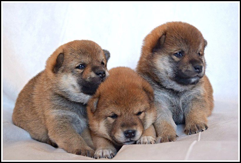 японская сиба ину