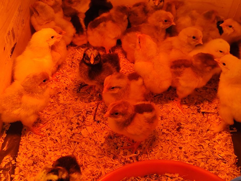 Wyandotte Splash pui (alb-rosu) 10 buc