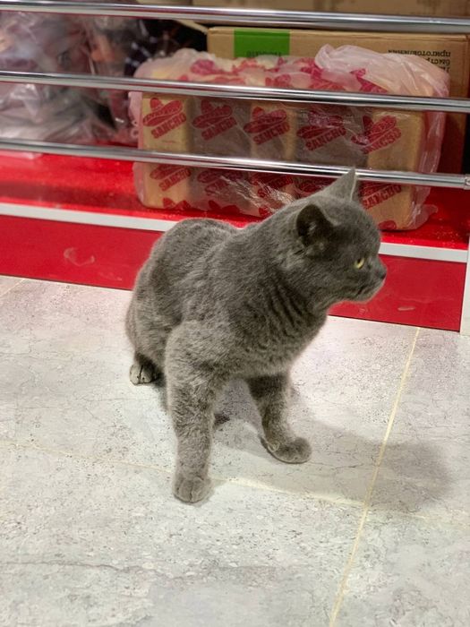 Скотиш Страй кот мальчик