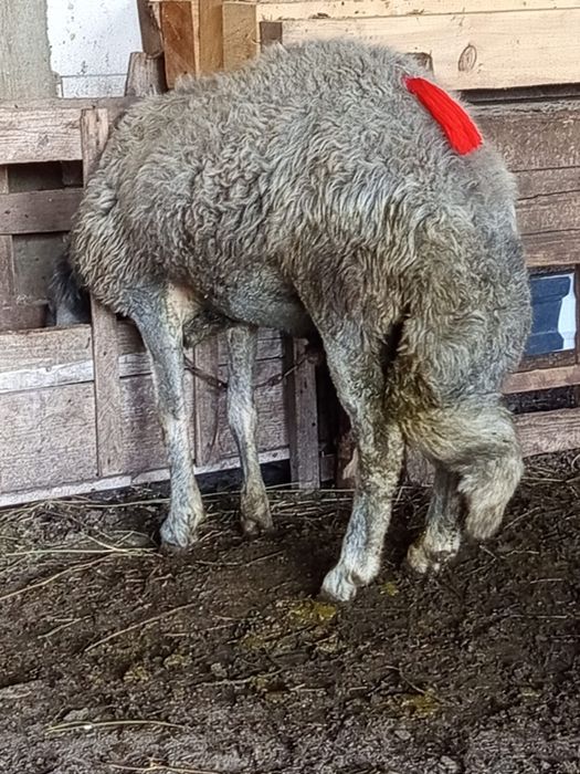 Vând mascul mior an toamnă