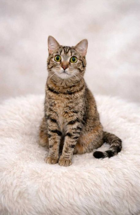 Умная кошечка ищет дом