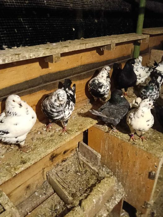 Vând porumbei King!!!