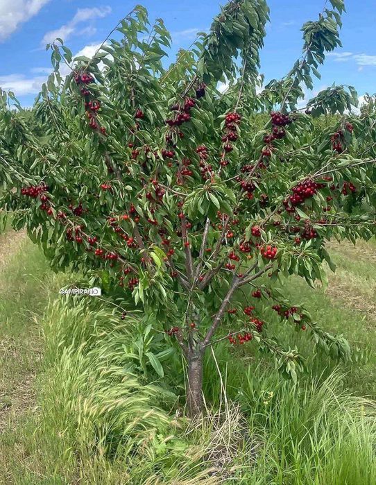 Гилос кучатлари бор