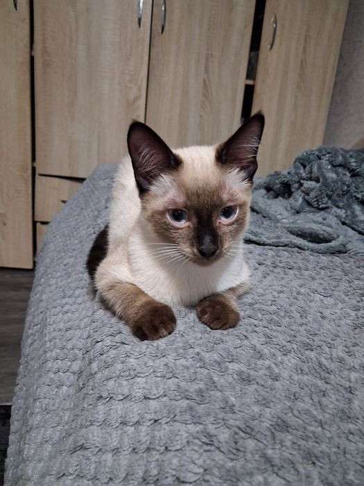 Мальчик ласковый,игривый 5 мес
