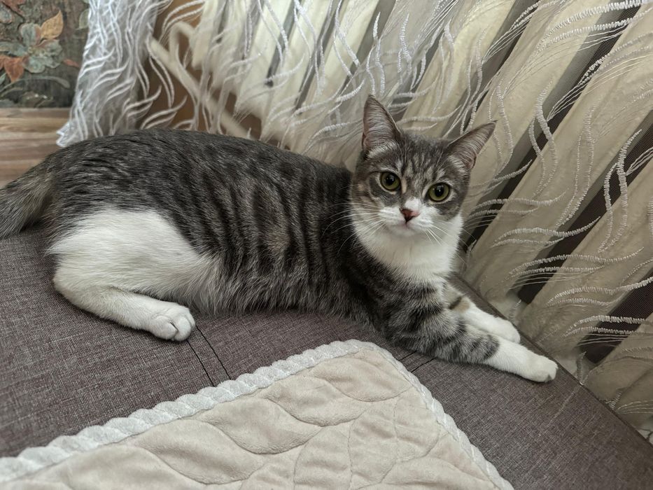 Отдам кошку девочка