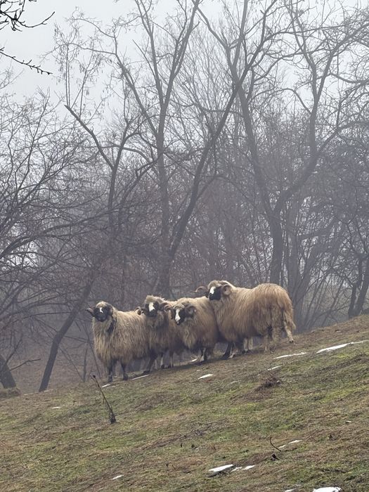 Berbeci brezi de vanzare!