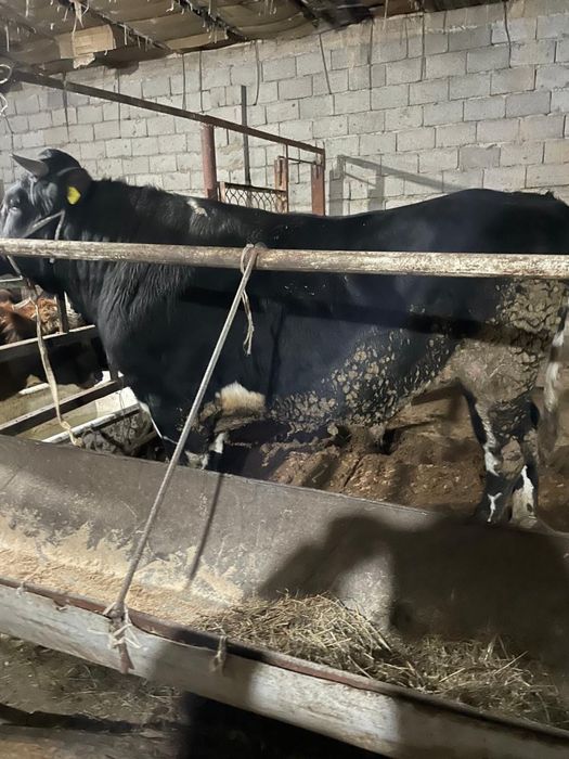 Урықтыққа, бойы 2 метр, таза ет +400кг. 2 года.