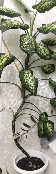 Дифенбахия, цветы.