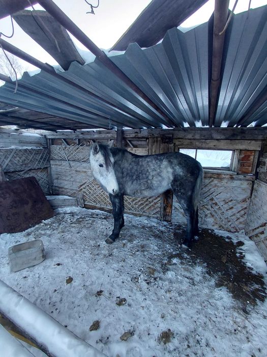 Жеребец, донен .