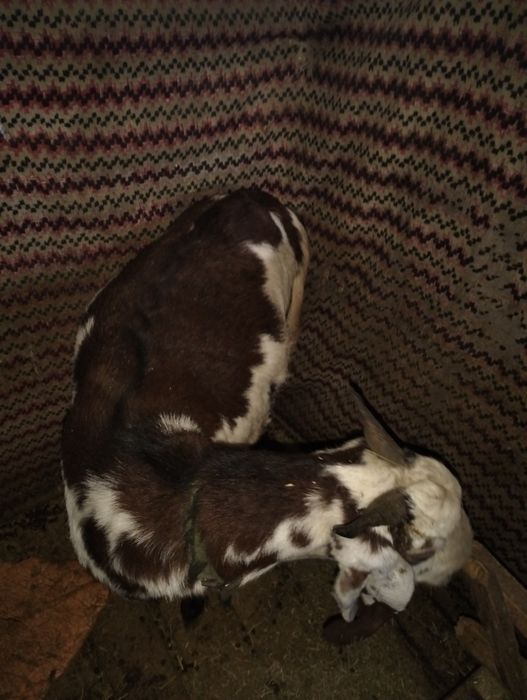 Таза қанды битал