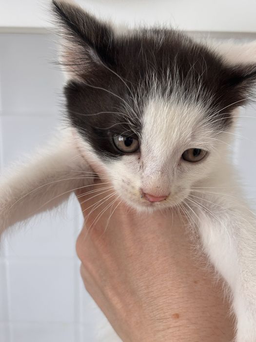Котятки ищут дом