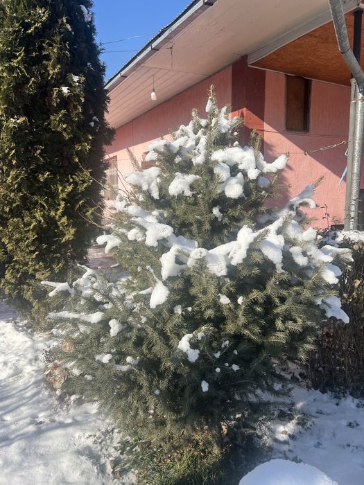 Продам зеленые пышные елки!