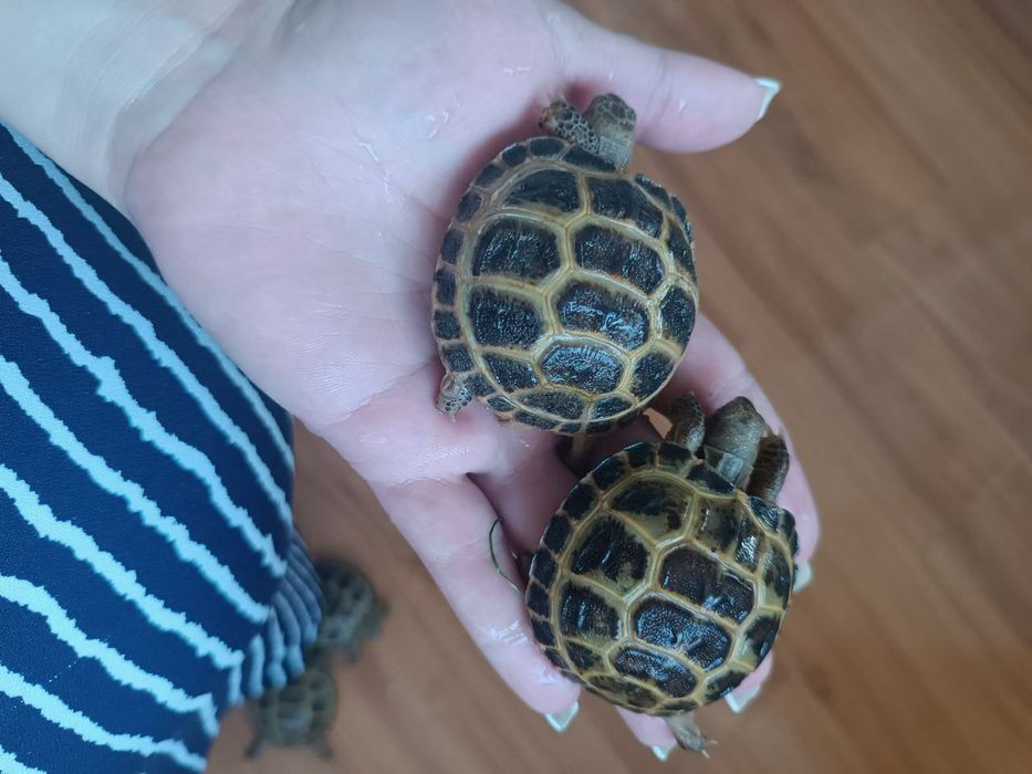 тошбака черепашки маленькие