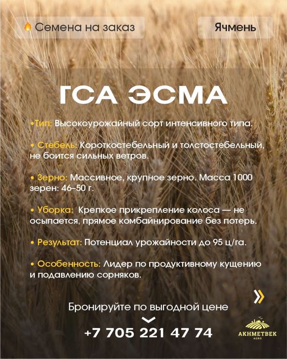 Семена Ячменя !!!