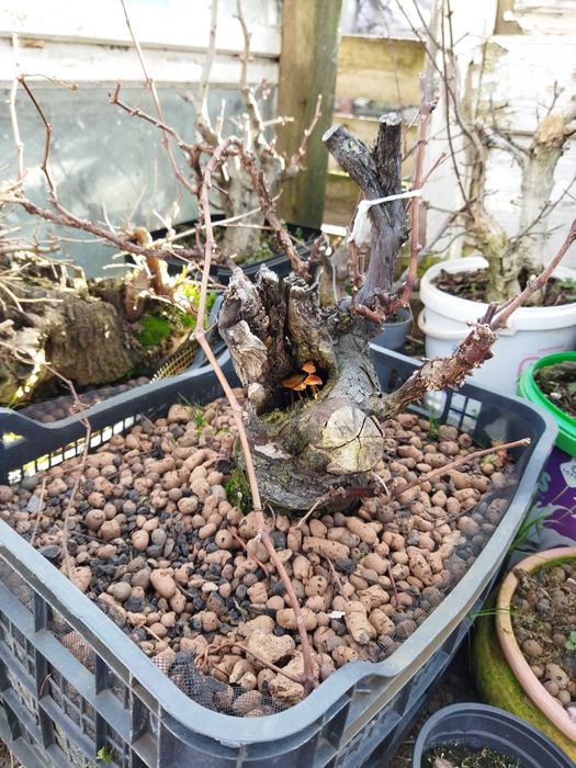 Pre-bonsai vita de vie