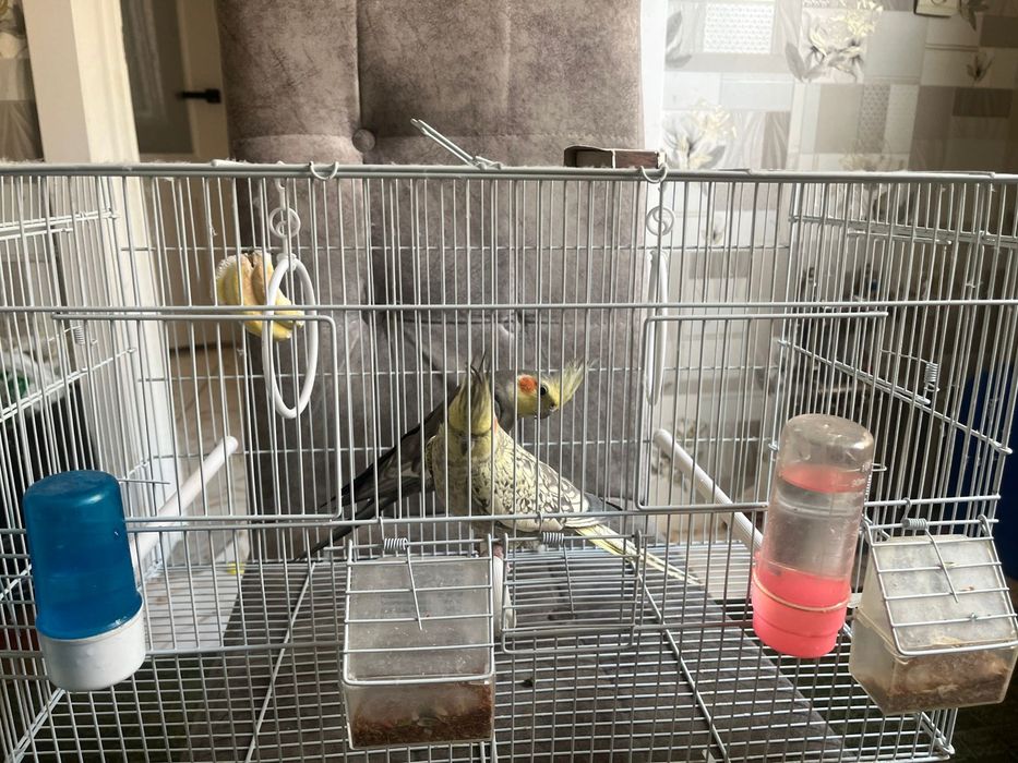 2 попугая корелла