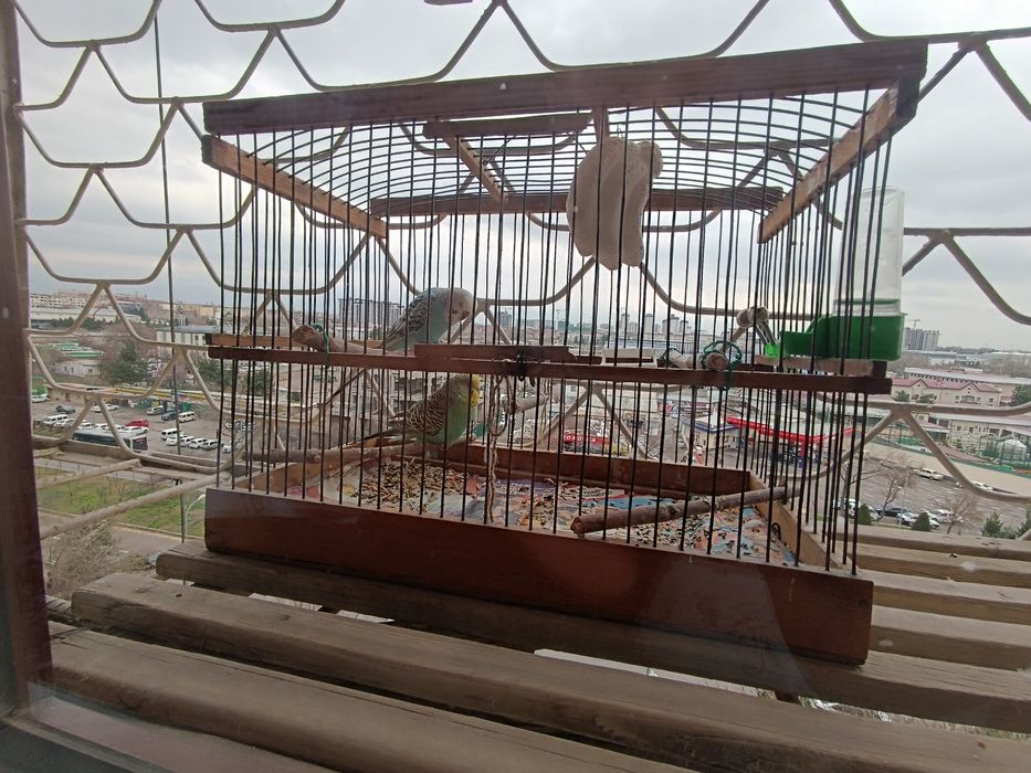 Волнистые попугаи, пара