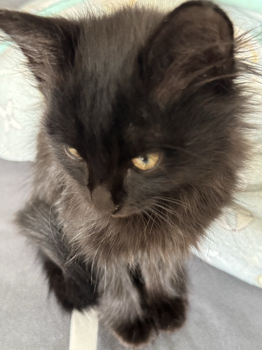 милый котёнок девочка