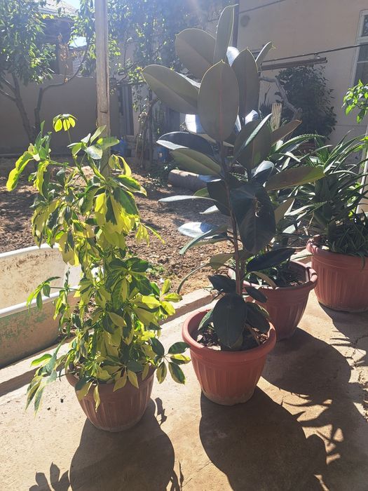 Honaki dekorotiv va dorivor gullar