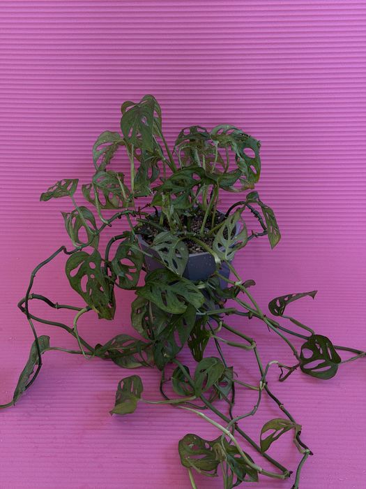 Монстера манки вьющийся