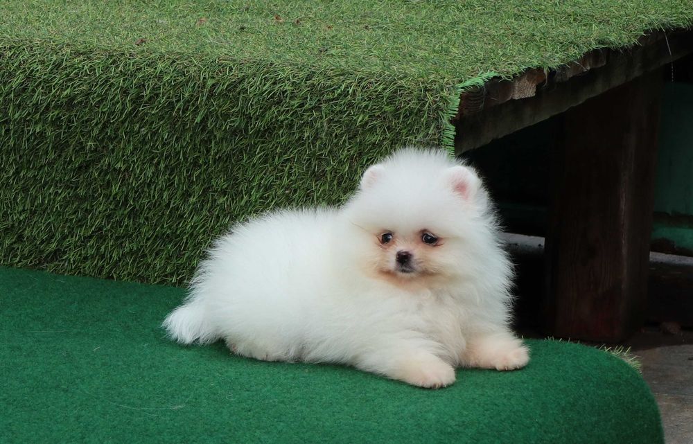 Pomeranian alb mini toy cu pedigree