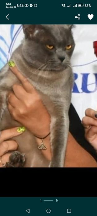 Мальчик породы Европейская Бурма