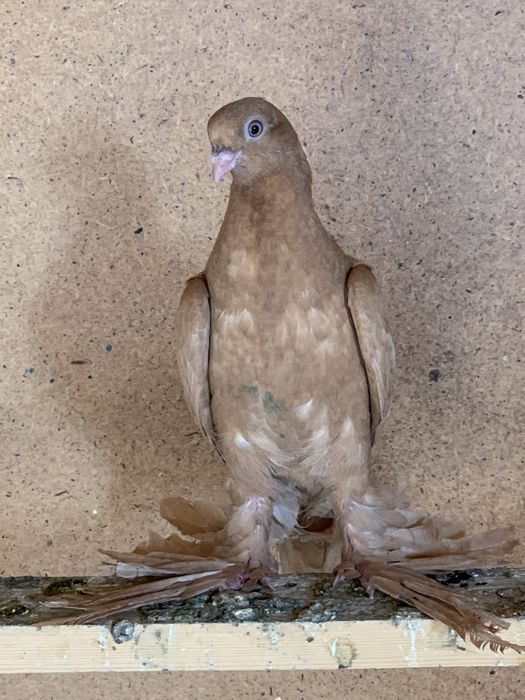 Продам голубей