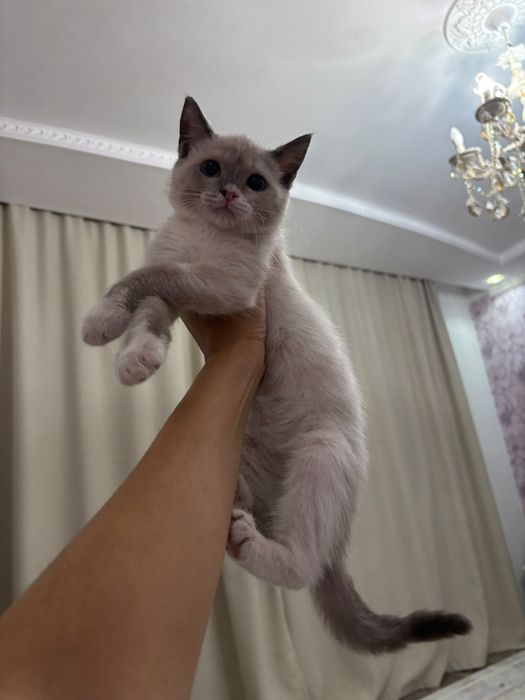 Котенок в добрые руки