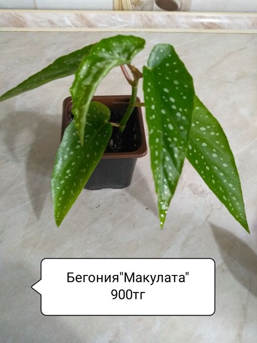 Продам Комнатные цветы