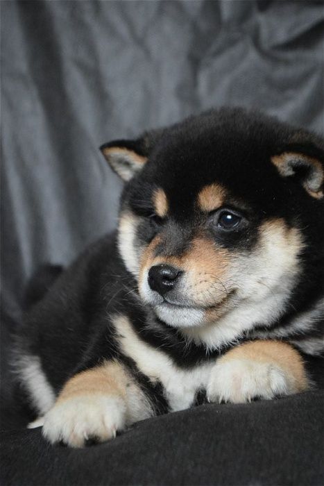японские сибята на продажу