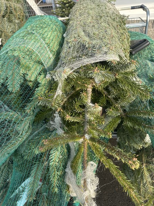 Пихта нордмана доставка