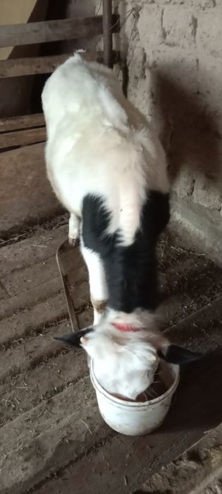 7-8 айлық бычок сатылады