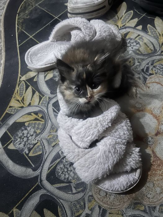 малыши ищут дом