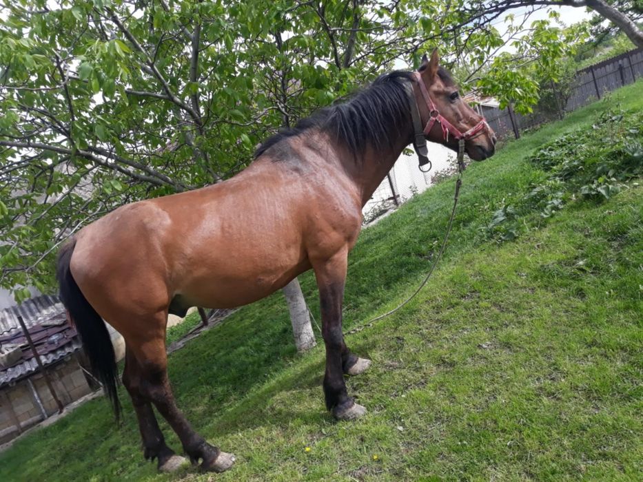 Cal de vânzare Maxut