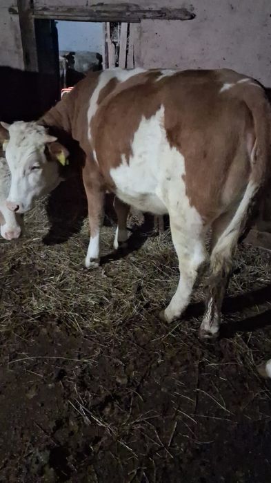 Vand vițică bălțată