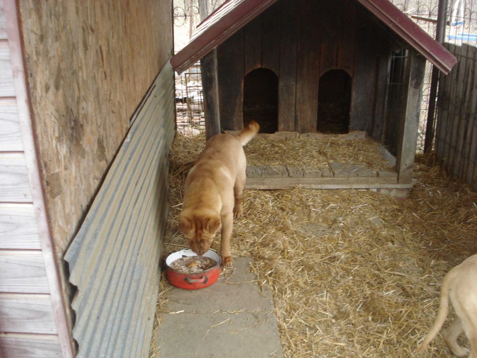 Donez caine SHARP PEI