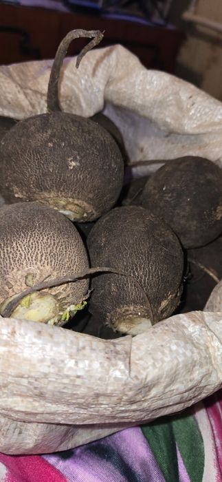 Редька черная-лечебная