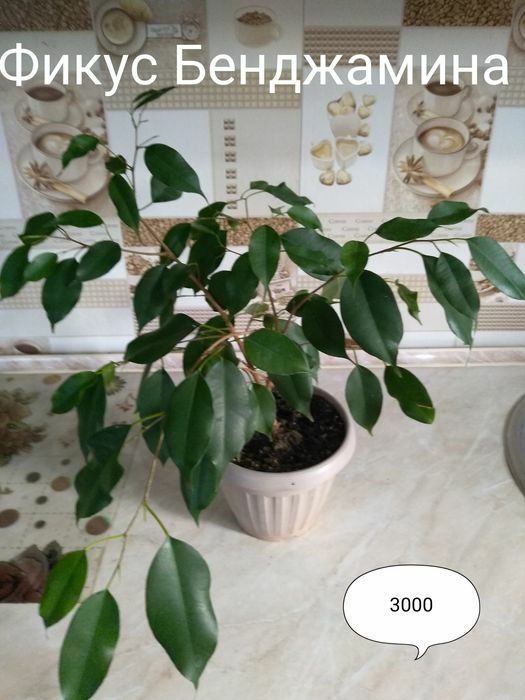 Продам Фикусы разные.