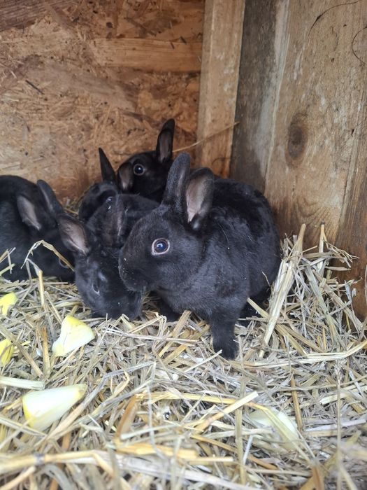 Iepurași rex pitic disponibili