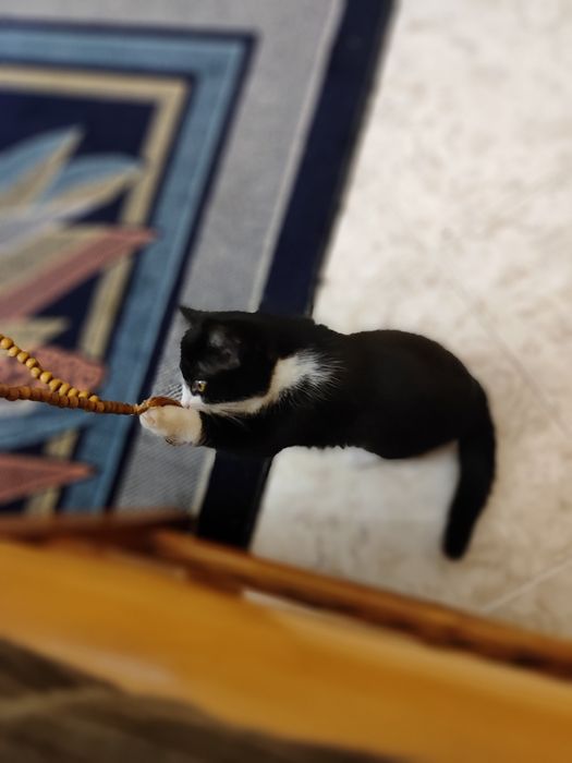 Котята  по 2 месяца. Отдадим в хорошие руки.