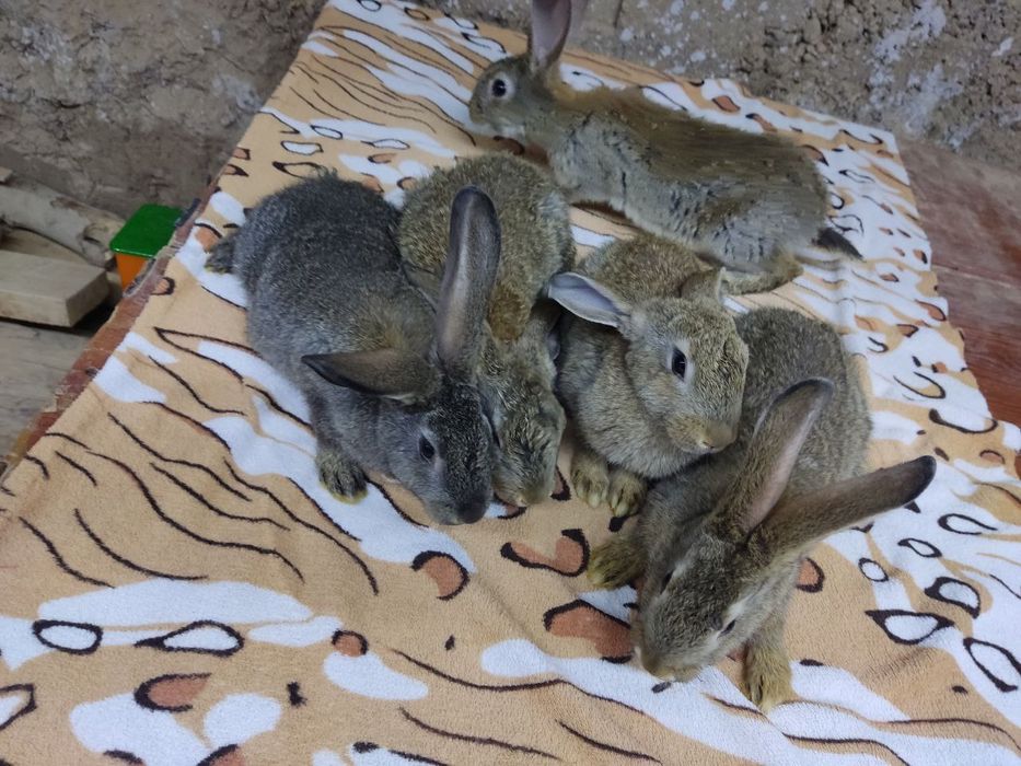 Velikan quyon bolalari sotiladi