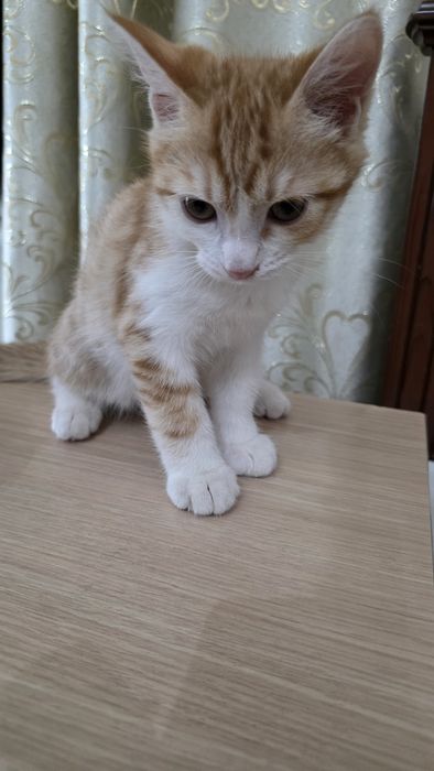 Отдам бесплатно котёнка в добрые руки