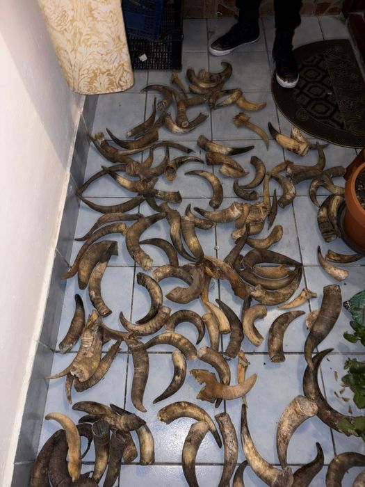 Vand colectie de coarne de bivol,berbec,tap,caprior,perechi si coarne razlete. Vedeti cele 7 poze atasate la anunt