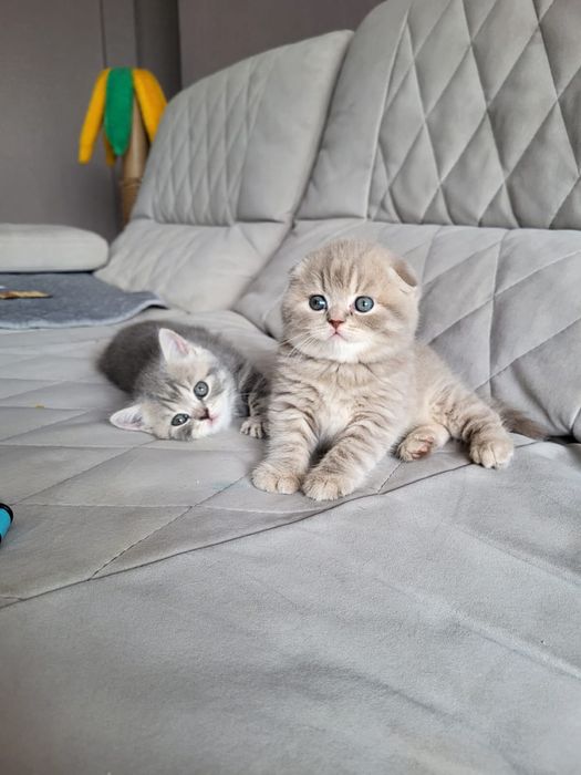 Скоттиш фолдики